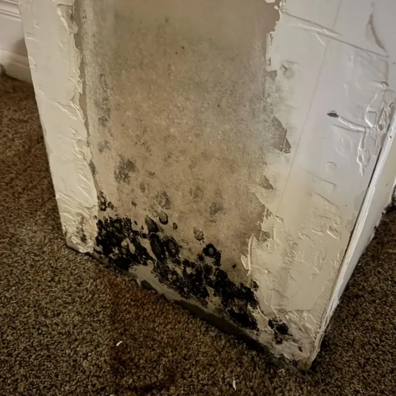 Professional Mold Removal in Robertson County, TX